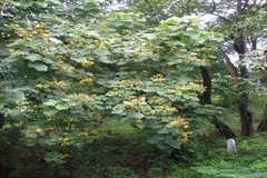 Erinocarpus nimmonii